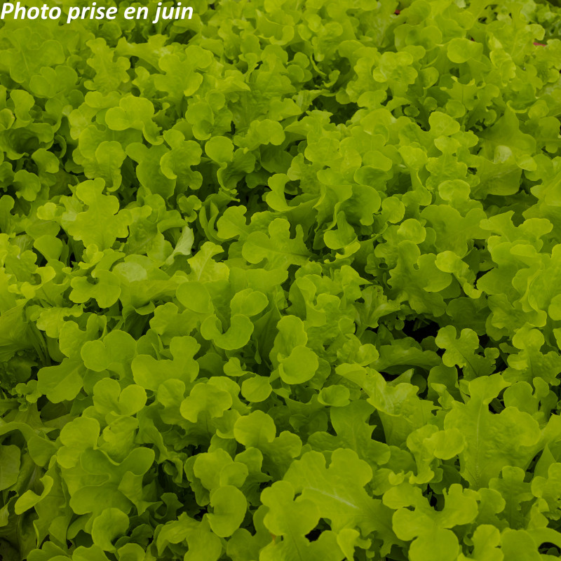 Lactuca Sativa Variegata Crispa Kyrio Salade Feuille De Ch Ne Blonde