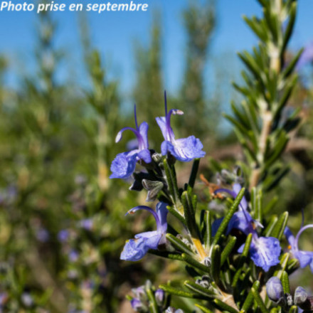Rosmarinus officinalis 'Corsican Blue'