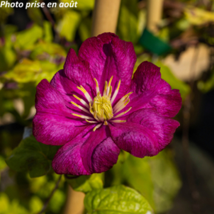 Clematis ' Ville De Lyon'