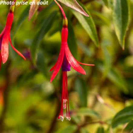 Fuchsia 'Hatschbachii'