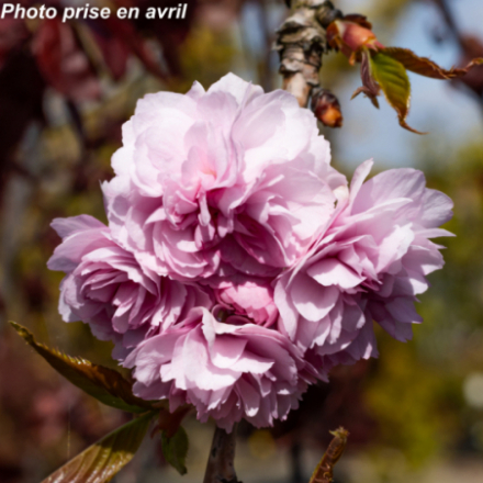 Prunus serrulata 'Kiku-Shidare-Sakura'