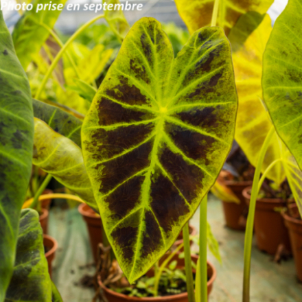 Alocasia 'Hilo Beauty'