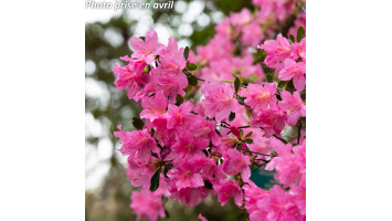 Les Secrets du Rhododendron...