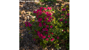 Pourquoi le Rhododendron...